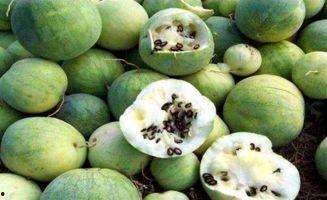 乌黑料吃瓜网站免费,免费吃瓜网站背后的秘密