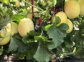 界首温馨家园吃瓜,吃瓜群众的欢乐盛宴