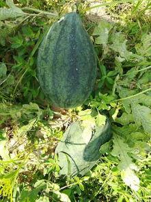 台湾周边吃瓜,吃瓜群众的围观日记