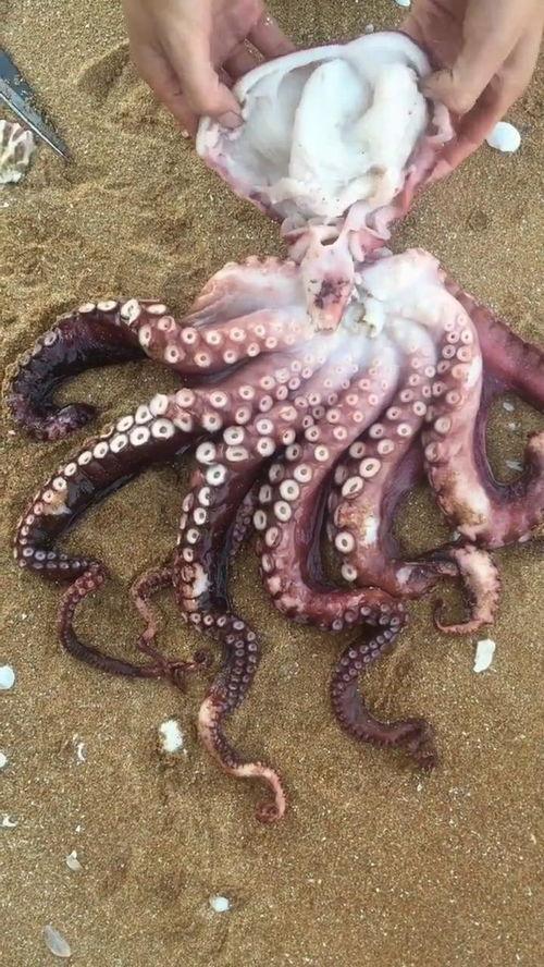 小瓜吃大章鱼,挑战大章鱼的奇妙冒险