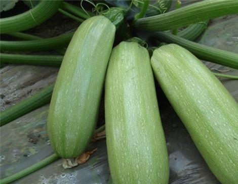 伏天吃瓜有什么好处,伏天吃瓜的五大益处