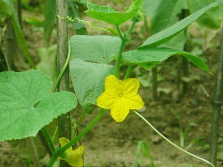 秧瓜怎么吃,探索秧瓜的多样美味