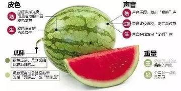 微信吃瓜项目,社交新潮流下的娱乐盛宴