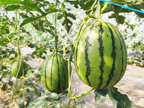 哪里可以吃最新的瓜,全国各大热门地点，最新瓜果资讯一网打尽！