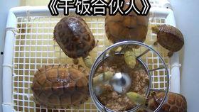 养龟吃瓜视频,养龟吃瓜视频走红网络