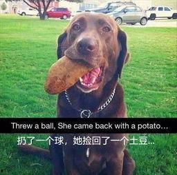 狗子排队吃瓜,萌宠界的欢乐时光