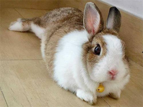 兔仙吃瓜,瓜田里的奇幻冒险