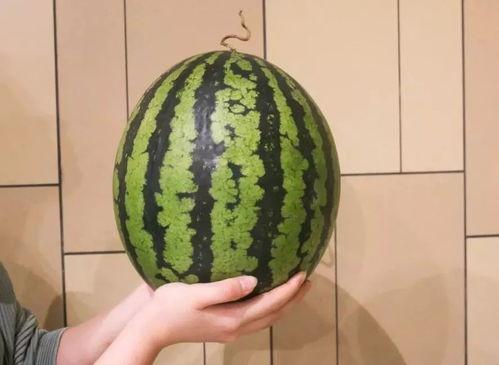 全网吃的什么瓜,揭秘近期热门瓜料背后的故事