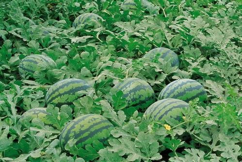 大漠瓜群吃瓜网站,瓜果飘香，共享欢乐时光