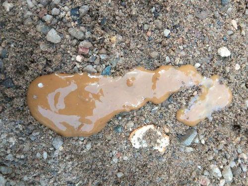 鸡屎瓜可以吃吗,揭秘其食用价值与食用方法