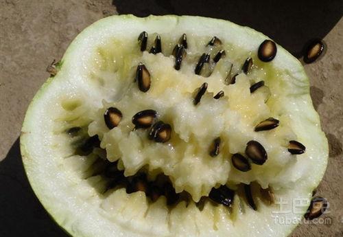 籽瓜可以吃吗,美味可口的食用佳品