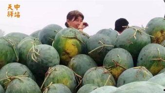 mileapo吃瓜现场,一场娱乐圈的狂欢盛宴