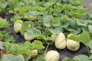 弥河吃瓜,一场别开生面的“吃瓜”狂欢