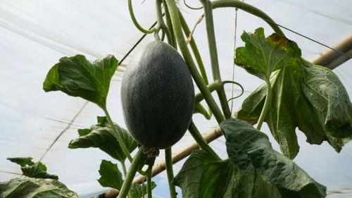 阿枫带你吃瓜,尽享味蕾盛宴