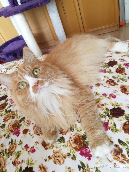 猫吃白兰瓜,白兰瓜的诱惑之旅