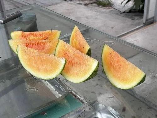 农村夏日吃瓜拍照,镜头下的甜蜜瞬间