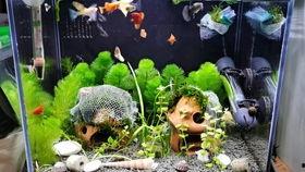 小鱼崽吃瓜,小鱼崽的瓜界探险记