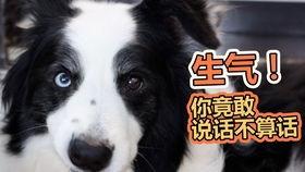 贝贝瓜怎么给狗吃,科学喂养狗狗的秘籍解析