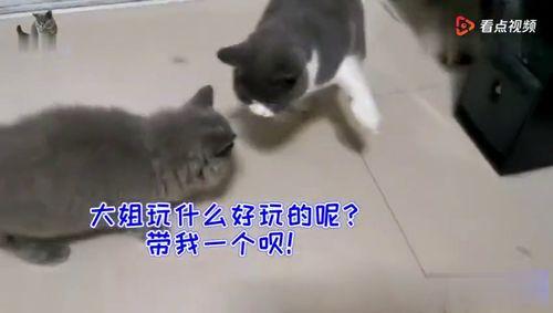 猫猫吃瓜游戏,趣味横生的虚拟互动游戏体验