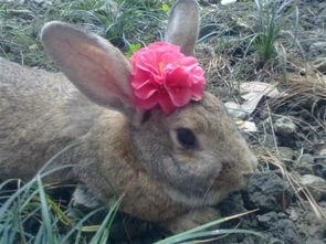 兔子可以吃角瓜干吗