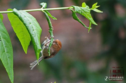 鸟吃角瓜叶子,自然界的和谐互动