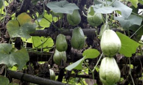 梦见吃坟头结的瓜,坟头结瓜的神秘寓意解析