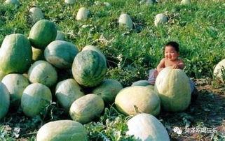 高二吃瓜,吃瓜群众眼中的校园生活