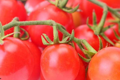 番茄小说南风吃瓜