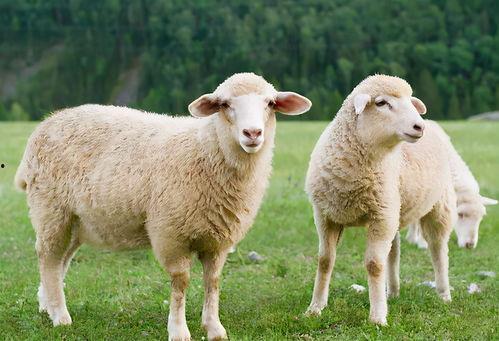 披着狼皮的羊吃瓜,揭秘“吃瓜群众”背后的真实面目