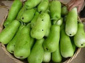 葫芦瓜吃中毒,揭秘食用不当的严重后果