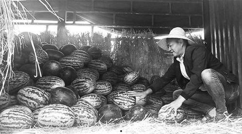 吃瓜群众恐袭,揭秘恐袭背后的真相与反思