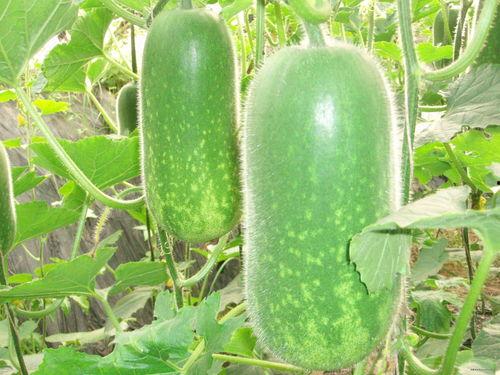 吃瓜冬瓜图片大全