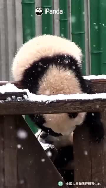 吃瓜小熊尴尬视频,萌态百出引网友热议