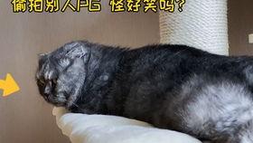 猫可以吃瓜红,揭秘猫咪的美食新宠
